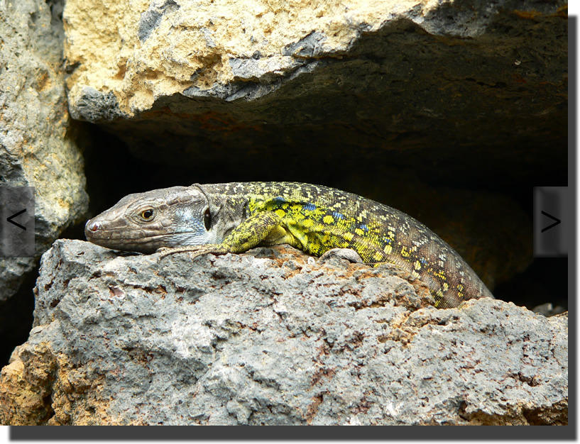 Gallotia galloti eisentrauti